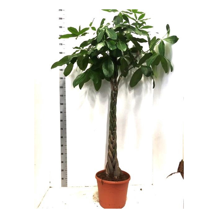 <h4>Pachira aquatica 35Ø 200cm</h4>