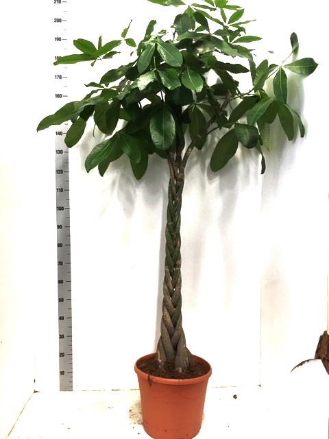 Pachira aquatica 35Ø 200cm