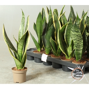 SANSEV TRIFASCIA  OV