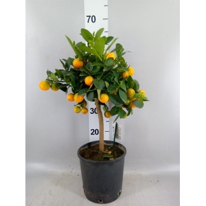 Citrus   ...