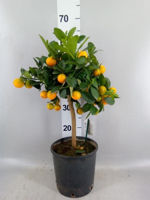 <h4>Citrus   ...</h4>