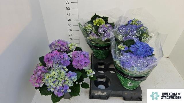 <h4>HYDR M EARLY BLUE</h4>