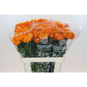 Tagetes E Promise Orange