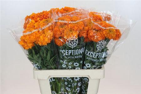 <h4>Tagetes E Promise Orange</h4>
