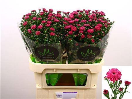 <h4>Ast Flash Fuchsia</h4>