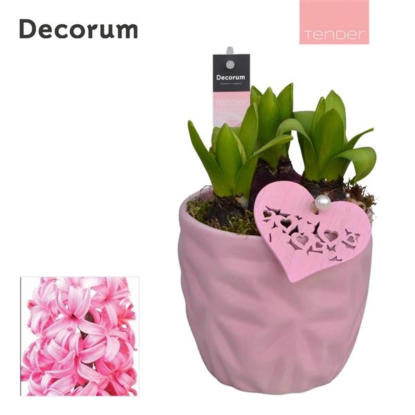 <h4>Arrangementen Hyacinthus 6%</h4>