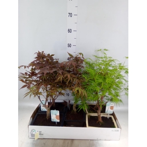 Bonsai   ...mix