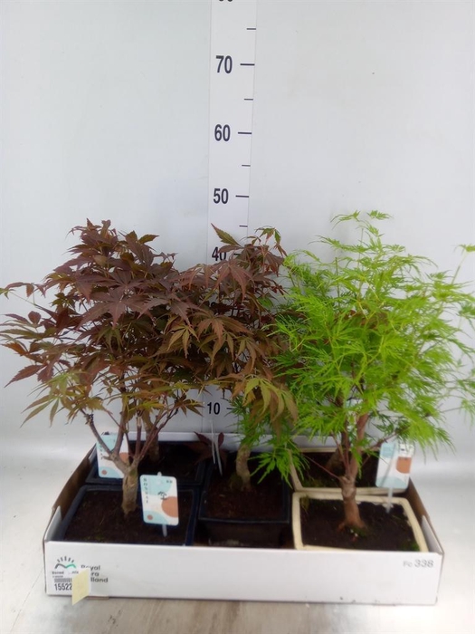 <h4>Bonsai ...mix</h4>