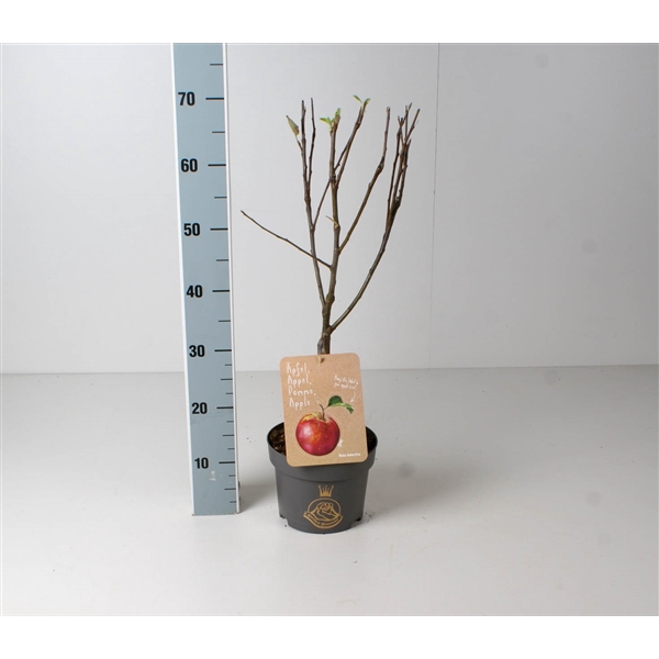 <h4>Patio Fruit trees C2,5</h4>