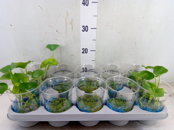<h4>Drijfplanten   ...mix</h4>