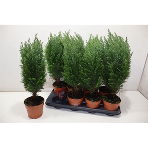 arr8 Cham L Ellwoodii