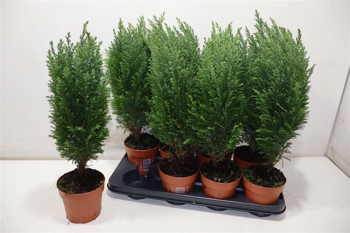 <h4>arr8 Cham L Ellwoodii</h4>