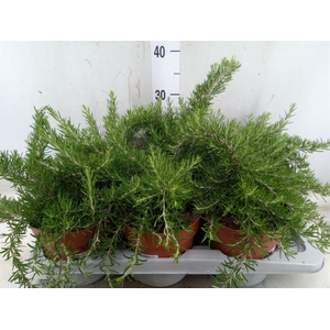 Rosmarinus officinalis 'Prostratus'
