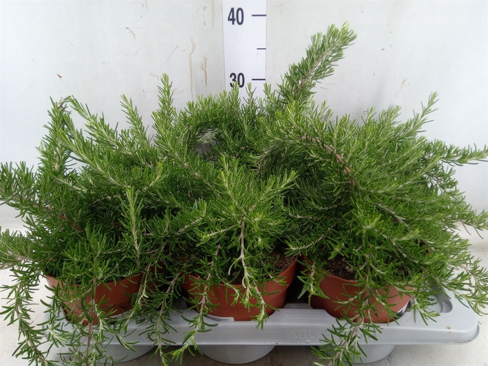 <h4>Rosmarinus officinalis 'Prostratus'</h4>