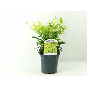 Nandina dom. Lemon Lime