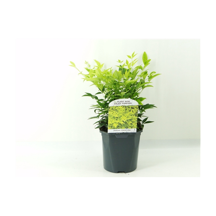 <h4>Nandina dom. Lemon Lime</h4>