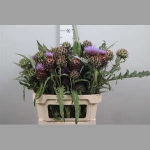 Cynara Cardunculus