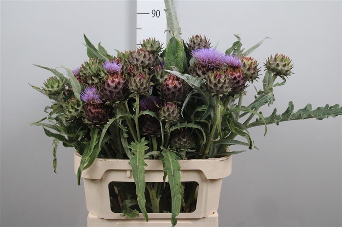 <h4>Cynara Cardunculus</h4>