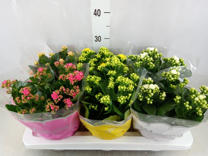 <h4>Kalanchoe blos.   ..rosebud mix  4</h4>