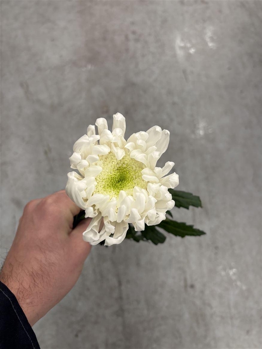 <h4>Chrys Gala White</h4>