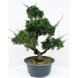 Juniperus chinensis, 30cm., in trainingspot