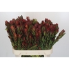 Leucadendron Safari Sunset