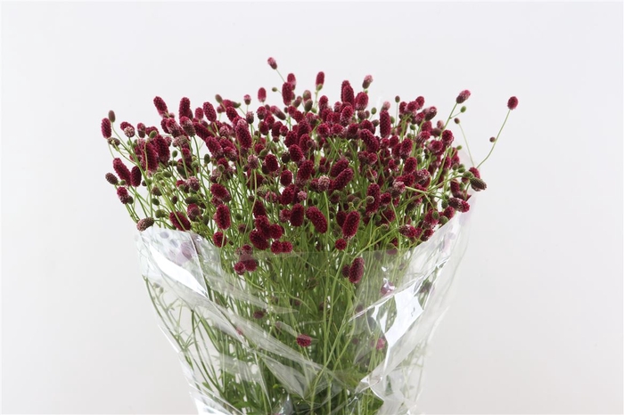 <h4>Sanguisorba Of Arnhem</h4>