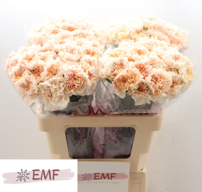 <h4>DI ST PEACH TEA +</h4>