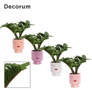 Zamioculcas Zenzi V-leaf 6 cm, 2 veren in Dua Lipa (Party love-c