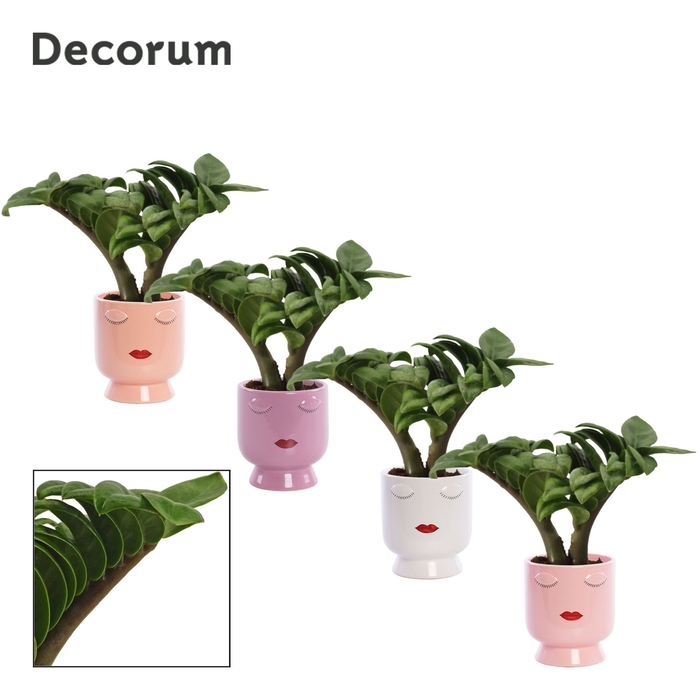 <h4>Zamioculcas Zenzi V-leaf 6 cm, 2 veren in Dua Lipa (Party love-c</h4>