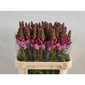 Antir Mary Lavender