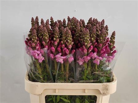 <h4>Antir Mary Lavender</h4>