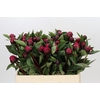 Paeonia Red Sarah Bernhardt