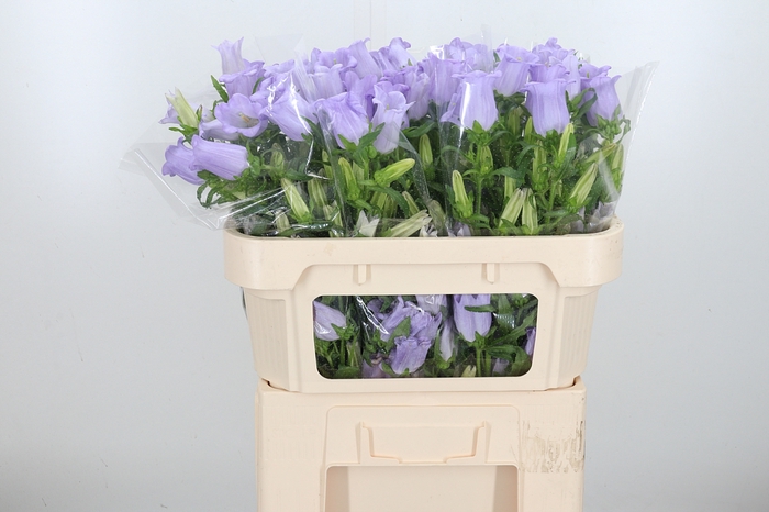 <h4>Campanula Cham Lavender</h4>