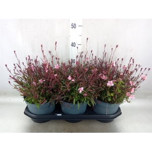 Gaura lindheimeri   ...