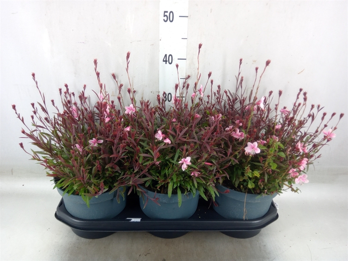 <h4>Gaura lindheimeri   ...</h4>