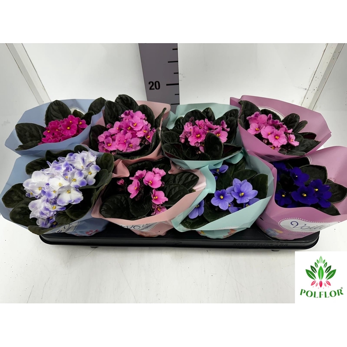 <h4>Saintpaulia Voila La Fleur mix 12Ø 20cm</h4>