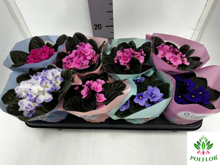 Saintpaulia Voila La Fleur mix 12Ø 20cm