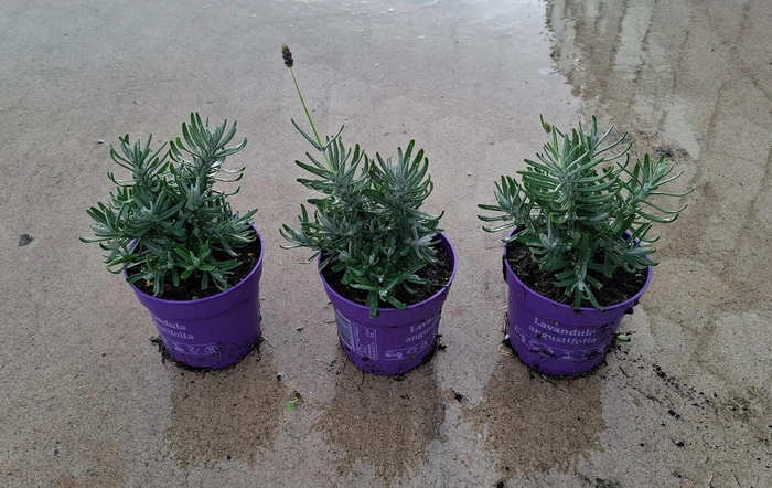 <h4>Lavandula ang. 'Ardèche Blue' 10,5 cm</h4>