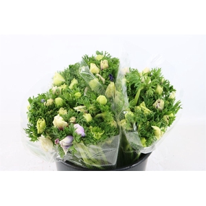 Anem Marianne Pastel