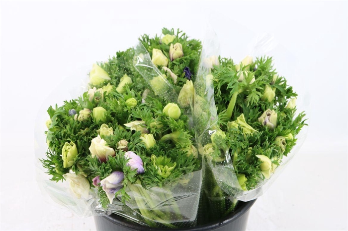 <h4>Anem Marianne Pastel</h4>