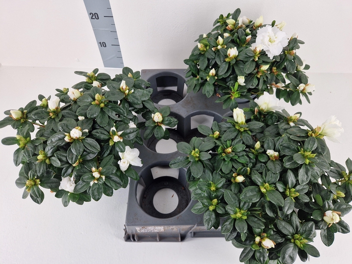 <h4>RHODO SI WITTE VOGEL</h4>