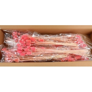 DF Dipsacus Pink Bs 130g