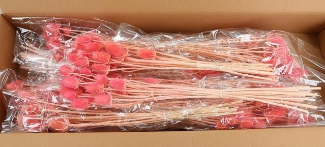 <h4>DF Dipsacus Pink Bs 130g</h4>