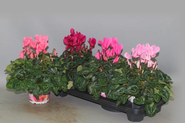 <h4>CYCL GR SUP XL</h4>