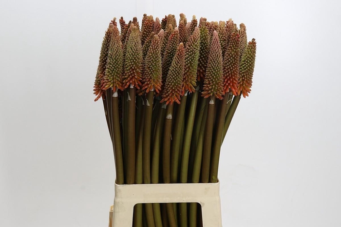 <h4>Kniphofia Alcazar</h4>