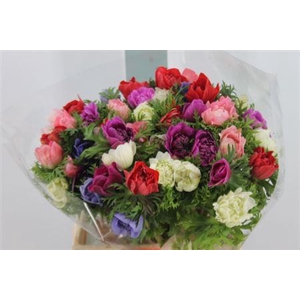 Anemone Super Double Cariillon Mix