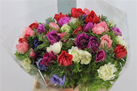<h4>Anemone Super Double Cariillon Mix</h4>