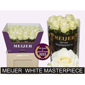 R GR AVALANCHE+ MEYER