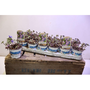 arr8 Anem Bl Blue Shades